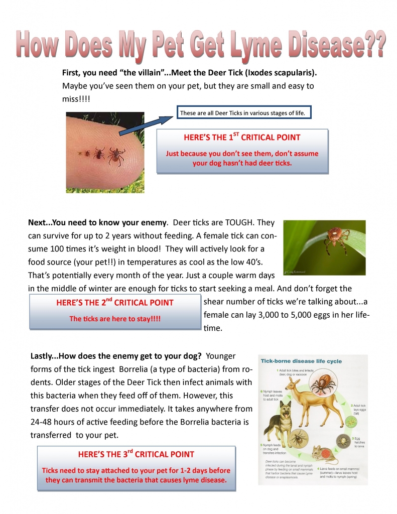 How Does My Pet Get Lyme Disease Franklin Animal Clinic Inc
